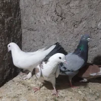 کبوتر گرفتنی