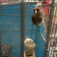 سره قناری.سره.قناری. معاوضه|پرنده|کرج, خرمدشت|دیوار