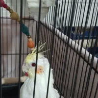 عروس هلندی نر|پرنده|نسیم‌شهر, |دیوار