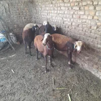 توقلی نرو ماده بره