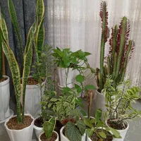 گلهای طبیعی