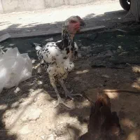 خروس لاری