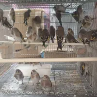 سهره خوب|پرنده|گلستان (تهران), |دیوار