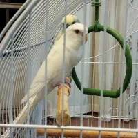 مرغ عشق مولد|پرنده|پیر بکران, |دیوار