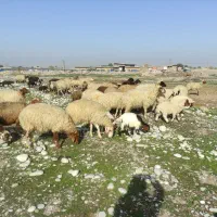 میش و بره عربی