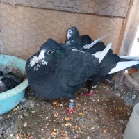 یک جفت پلنگ فروشی