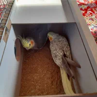 یک جفت عروس هلندی نرو ماده