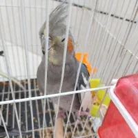 عروس هلندی