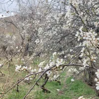یه قطعه باغ فروشی