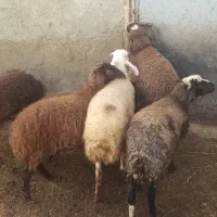 ۶ راس بره