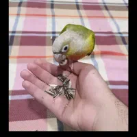 طوطی گرینچیک آناناسی ردفاکتور|پرنده|رفسنجان, |دیوار