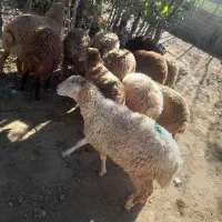 سلام ۱۲عددبره ۲ماده ۱۰عددنرقیمت جفتی ۲۲میلیون