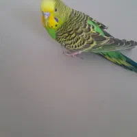 مرغ عشق دستی