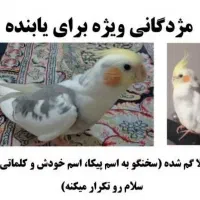 عروس هلندی گمشده مژدگانی ۱۵ میلیون  برای یابنده