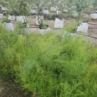 فروش نشا سه ساله مارچوبه