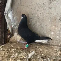 زیل دمسفید نر