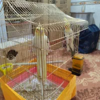 عروس هلندی|پرنده|خرمشهر, |دیوار