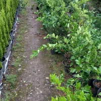 یاس هلندی|گل و گیاه طبیعی|شهریار, کهنز|دیوار