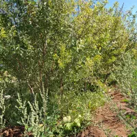 نهال بادام|خدمات باغبانی و درختکاری|سلماس, |دیوار