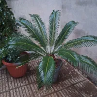 گل سیکاس یک گل با کلاس