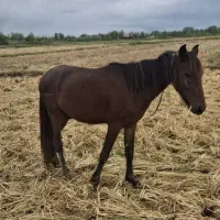 اسب سه ساله بسیار آرام وزیبا