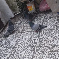 کبوتر|پرنده|رشت, شهرک آیت الله منتظری|دیوار