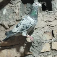 کبوتر|پرنده|بیرجند, |دیوار