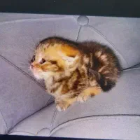 واگذاری گربه