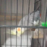 عروس هلندی نر سخنگو