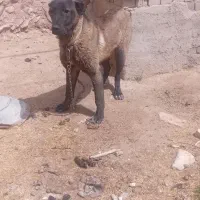 با سلام یه توله سگ سرابی ۶ ماه ماده