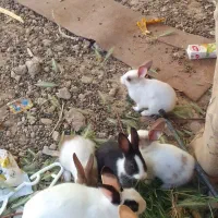 بچه خرگوش|موش و خرگوش|اردکان, |دیوار