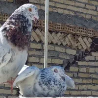 سرور پلاکی