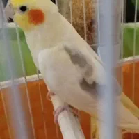 جفت عروس هلندی رنگ خاص|پرنده|ساری, |دیوار