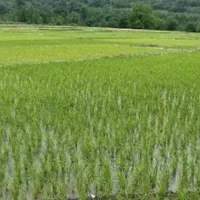 فروش زمین کشاورزی شالی زار