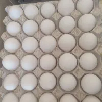 پخش تخم مرغ کارتنی تازه بروز|خوردنی و آشامیدنی|قم, سراجه (۱۵ خرداد)|دیوار