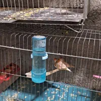 فروشی فنچ مولد