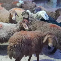 گوسفند کاور ماده|حیوانات مزرعه|سنقر, |دیوار