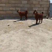 بزغاله نر.  بز
