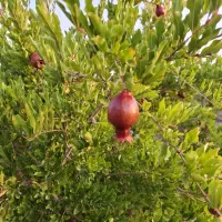 باغ-با-مجوز-و-سند