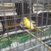 قناری نر و ماده|پرنده|تهران, شهرک طالقانی|دیوار