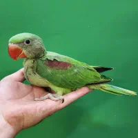 طوطی / فنچ / کوتوله / مرغ عشق