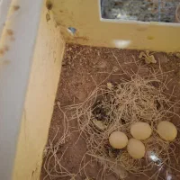 فروش فنچ نرگسی شکلاتی روی تخم