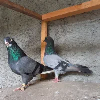 فروش کبوتر|پرنده|کوهیخیل, |دیوار