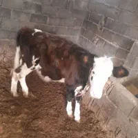 گاو شیری باگوساله|حیوانات مزرعه|یاسوج, |دیوار