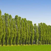 ارائه نهال سپیدار به قیمت ۱۵ هزار تومان|خدمات باغبانی و درختکاری|تربتحیدریه, حیدرآباد|دیوار