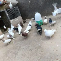 کبوتر نروماده