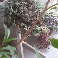 تعدادی گل|گل و گیاه طبیعی|بجنورد, |دیوار