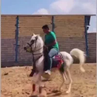 اسب نریان کرد