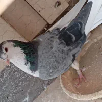 کبوتر دمگیر نر