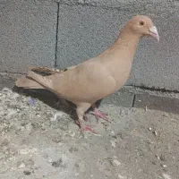 کبوتر نامه بر عتیقه